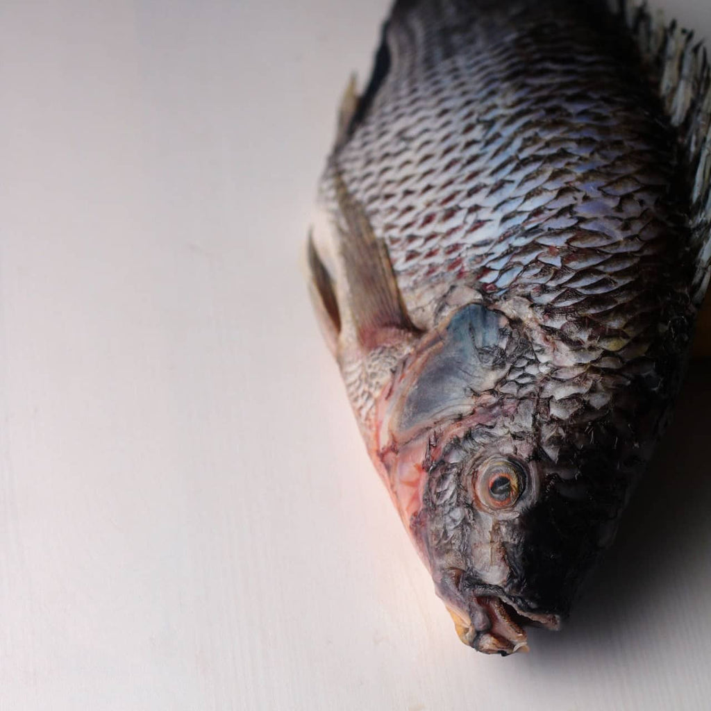 Tilapia Noir & Soso Kochkurs